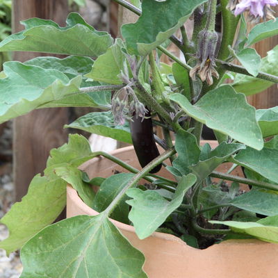 Blu Bio Aubergine 'Aubergine Super Mini F1',  Topf-Ø 12 cm, 6er-Set