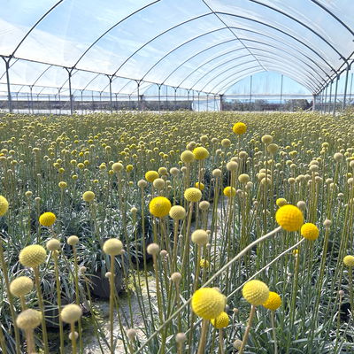 Craspedia 'Golf Beauty' gelb, Topf-Ø 27 cm