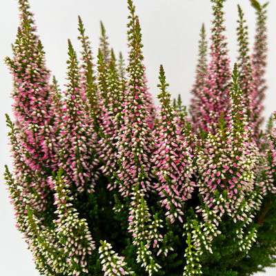 Calluna 'First Ladies®', rosa, Topf-Ø 11 cm, 6 Pflanzen