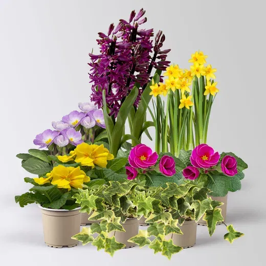 Pflanzen-Set Frühlingsduft