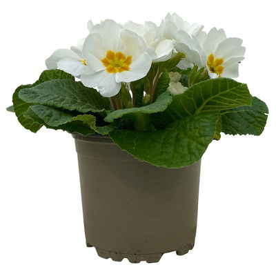 Primel weiß, Topf-Ø 10,5 cm, 8 Pflanzen Primel weiß, Topf-Ø 10,5 cm, 8 Pflanzen