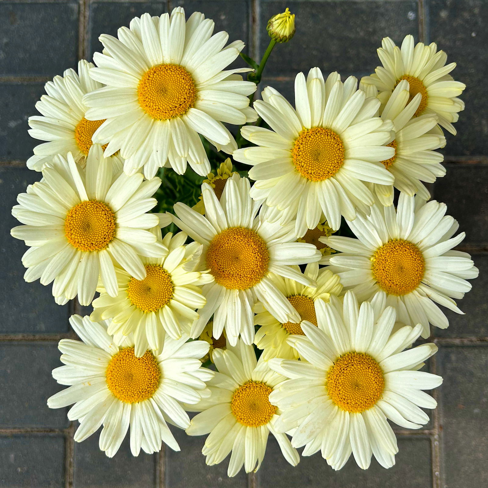 Margerite 'Banana Cream', cremegelb, Topf-Ø 13 cm, 6 Pflanzen