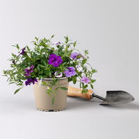 Zauberglöckchen 'Trio', lila-rosa-Töne, gefüllt, Topf-Ø 13 cm, 6 Pflanzen