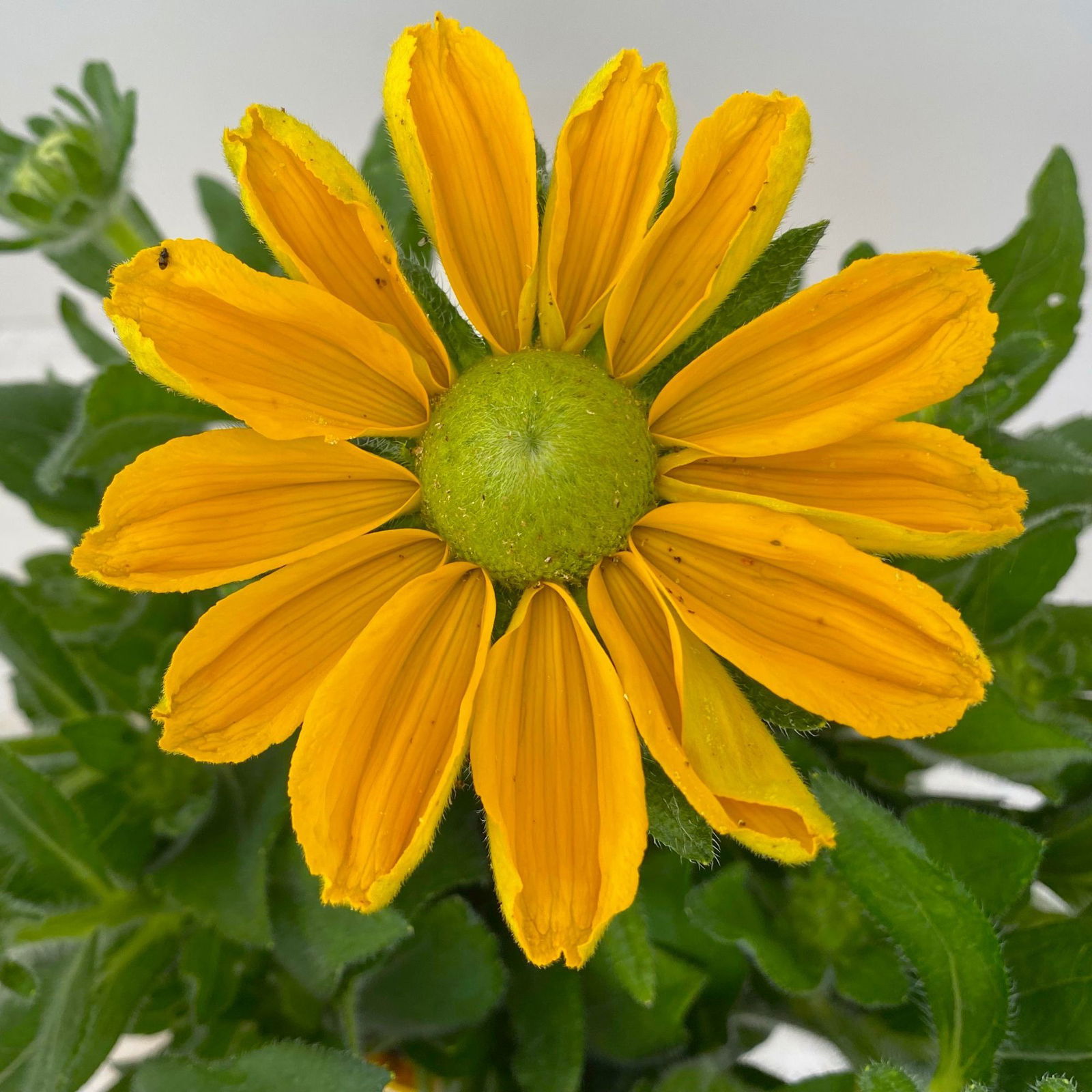 Sonnenhut gelb, Topf-Ø 21 cm