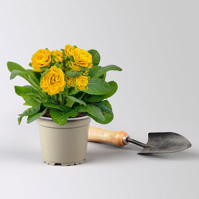 Pflanzenkreation Primelliebe, 9 Pflanzen inkl. Erde & Dünger