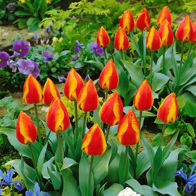 Tulpe zweifarbig, vorgetrieben, Topf-Ø 10 cm, 6 Pflanzen