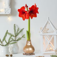 Gewachste XL-Amaryllis- Zwiebel, rote Blüte, Dekor 'Superior Gold'