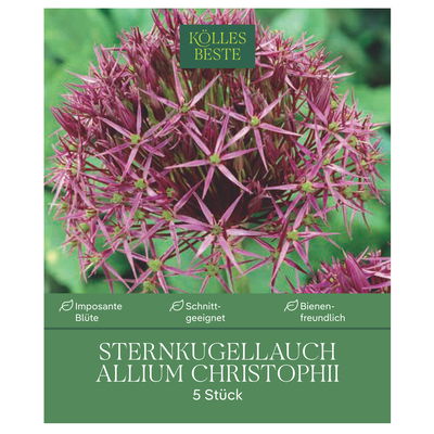 XXL Allium Christophii (Sternkugellauch) lila/purpur, 5 Blumenzwiebeln XXL Allium Christophii (Sternkugellauch) lila/purpur, 5 Blumenzwiebeln