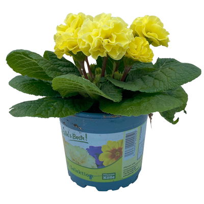 Primel 'PomPom', gelb, gefüllt, Topf-Ø 12 cm, 6 Pflanzen