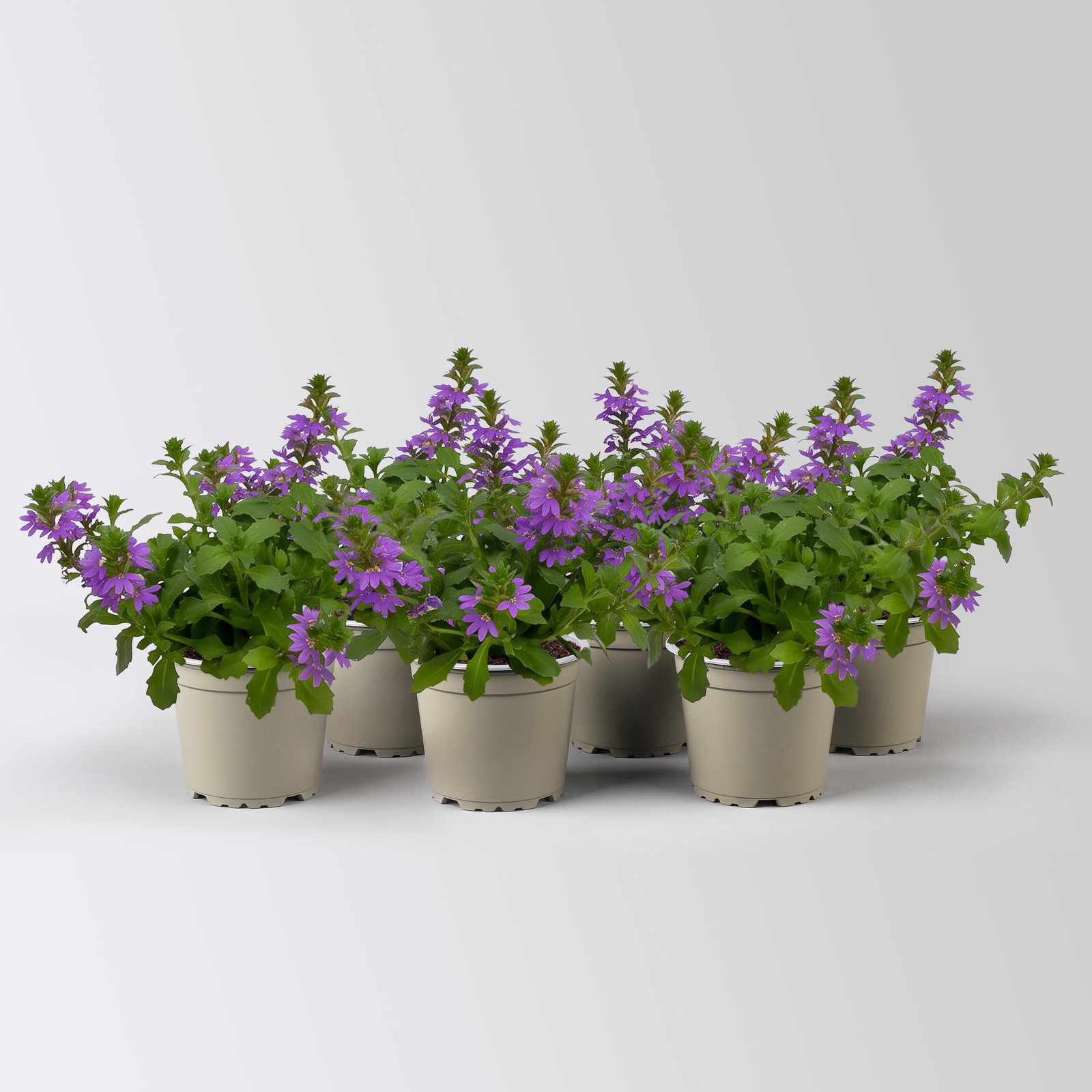 Fächerblume, blau, Topf-Ø 12 cm, 6 Pflanzen Fächerblume, blau, Topf-Ø 12 cm, 6 Pflanzen