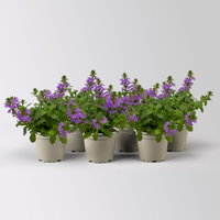 Fächerblume, blau, Topf-Ø 12 cm, 6 Pflanzen Fächerblume, blau, Topf-Ø 12 cm, 6 Pflanzen