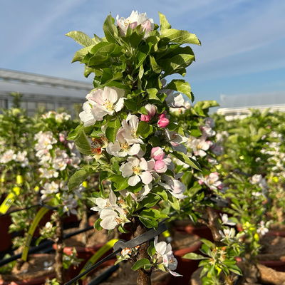 Kölle Bio Säulenapfel 'Rhapsodie'Ⓢ, Unterlage MM 111,  Topf 10 Liter