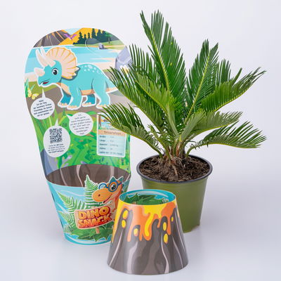 Dino Snack®, Timo, Cycas, Topf-Ø 14 cm, mit Brotdose Dino Snack®, Timo, Cycas, Topf-Ø 14 cm, mit Brotdose