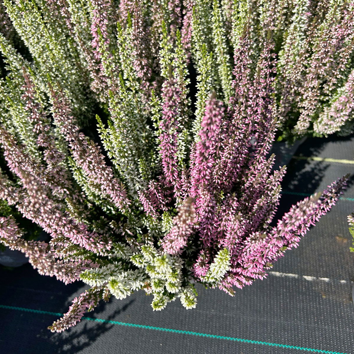 Calluna 'Twin', rosa-weiß, Topf-Ø 10,5 cm, 6 Pflanzen