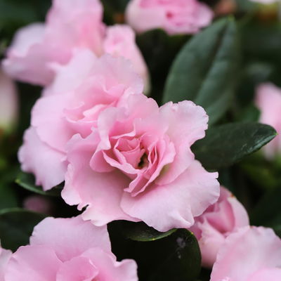 Azalee rosa gefüllt in Keramiktopf Dallas anthrazit, Topf-Ø 12 cm, 3er-Set