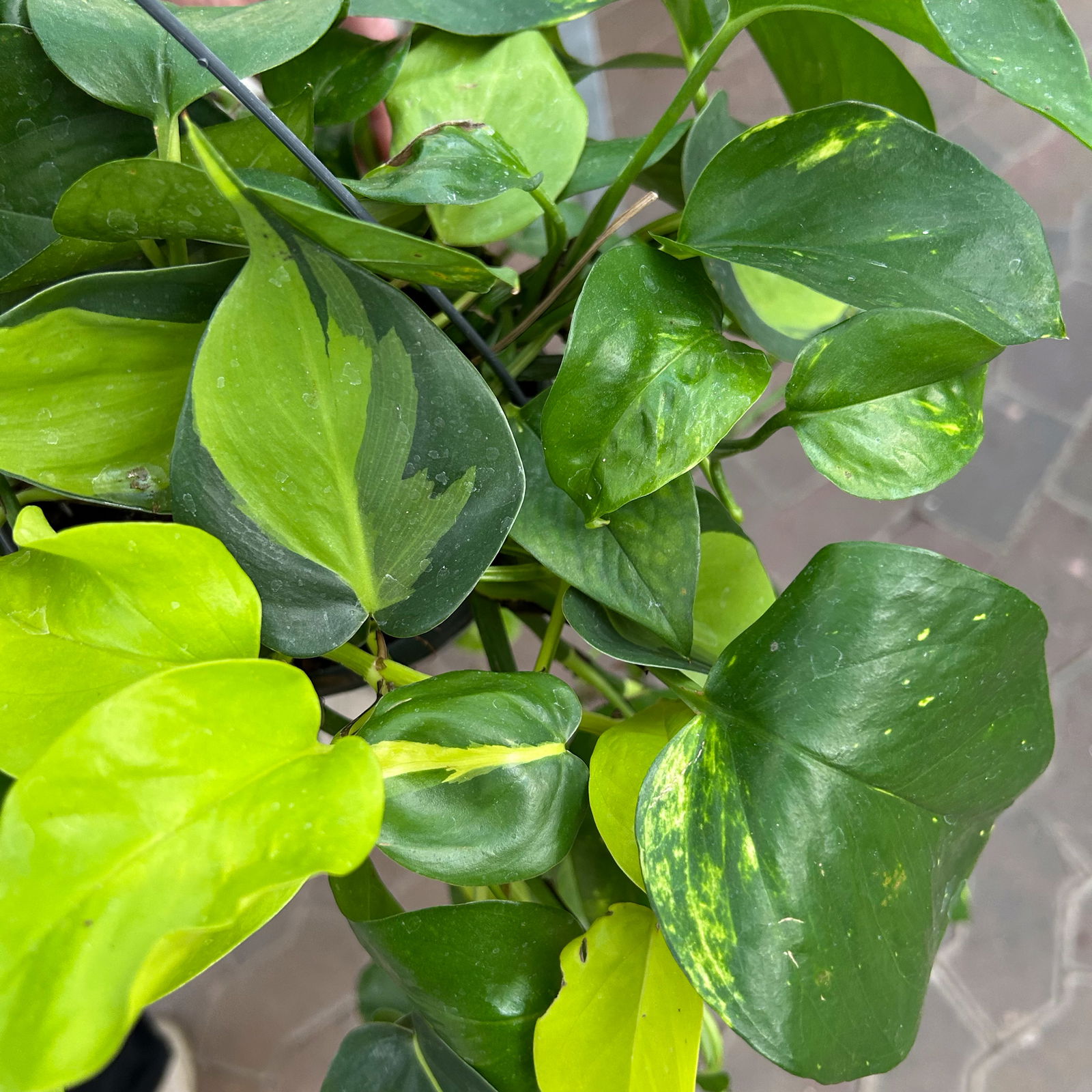 Grünpflanzen-Set Buntes-Trio, Hängeampel-Ø 15 cm, 3 Pflanzen