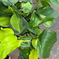 Grünpflanzen-Set Buntes-Trio, Hängeampel-Ø 15 cm, 3 Pflanzen