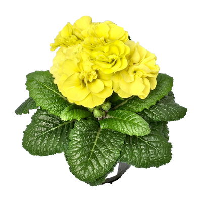Primel 'PomPom', gelb, gefüllt, Topf-Ø 12 cm, 6 Pflanzen