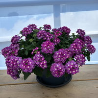 Eisenkraut, lila, Topf-Ø 12 cm, 6 Pflanzen