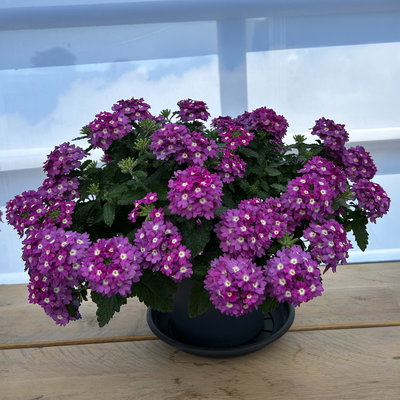 Eisenkraut, lila, Topf-Ø 12 cm, 6 Pflanzen