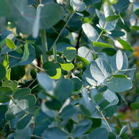Silberblauer Eucalyptus gunnii 'Silverana'®, im 5 lt. Topf