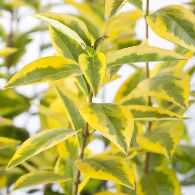 Heckenset Gold-Liguster 'Aureum', 25er-Set, Höhe 60-80 cm, Topf je 7,5 Liter