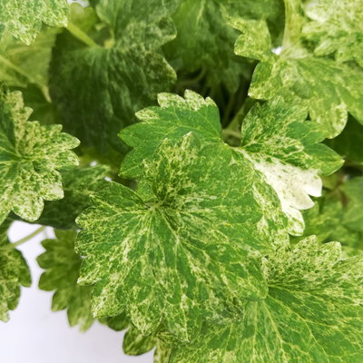 Gundermann 'Dappled Light', grün-gelb, Topf-Ø 12 cm, 6 Pflanzen