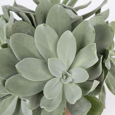 Senecio, verschiedene Arten nach Verfügbarkeit, Topf-Ø 12 cm, 3er-Set