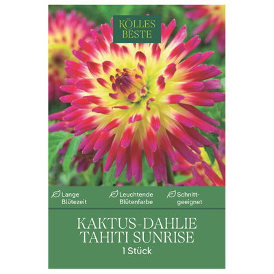 Kölles Beste Kaktus-Dahlie 'Tahiti Sunrise' rot/gelb, 1 Blumenknolle