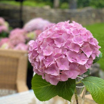 Hortensie 'Dolly Buster'®, 3er-Set, Höhe 30-40 cm, Topf 5 Liter Hortensie 'Dolly Buster'®, 3er-Set, Höhe 30-40 cm, Topf 5 Liter