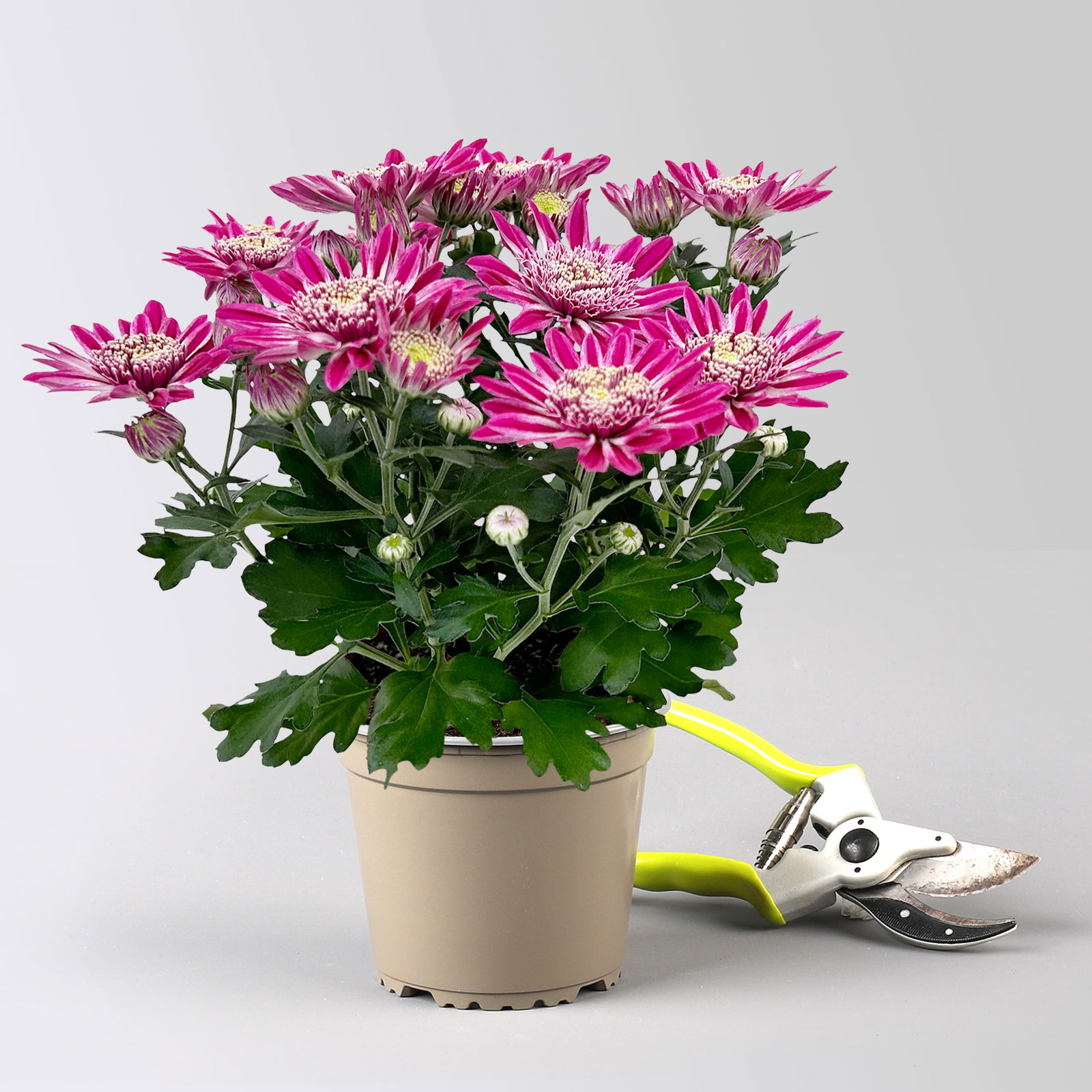 Chrysanthemen 'Chrysanne® Anemona Purple', lila, Topf-Ø 13 cm, 4 Pflanzen