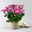 Chrysanthemen 'Chrysanne® Anemona Purple', lila, Topf-Ø 13 cm, 4 Pflanzen
