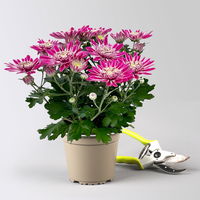 Chrysanthemen 'Chrysanne® Anemona Purple', lila, Topf-Ø 13 cm, 4 Pflanzen