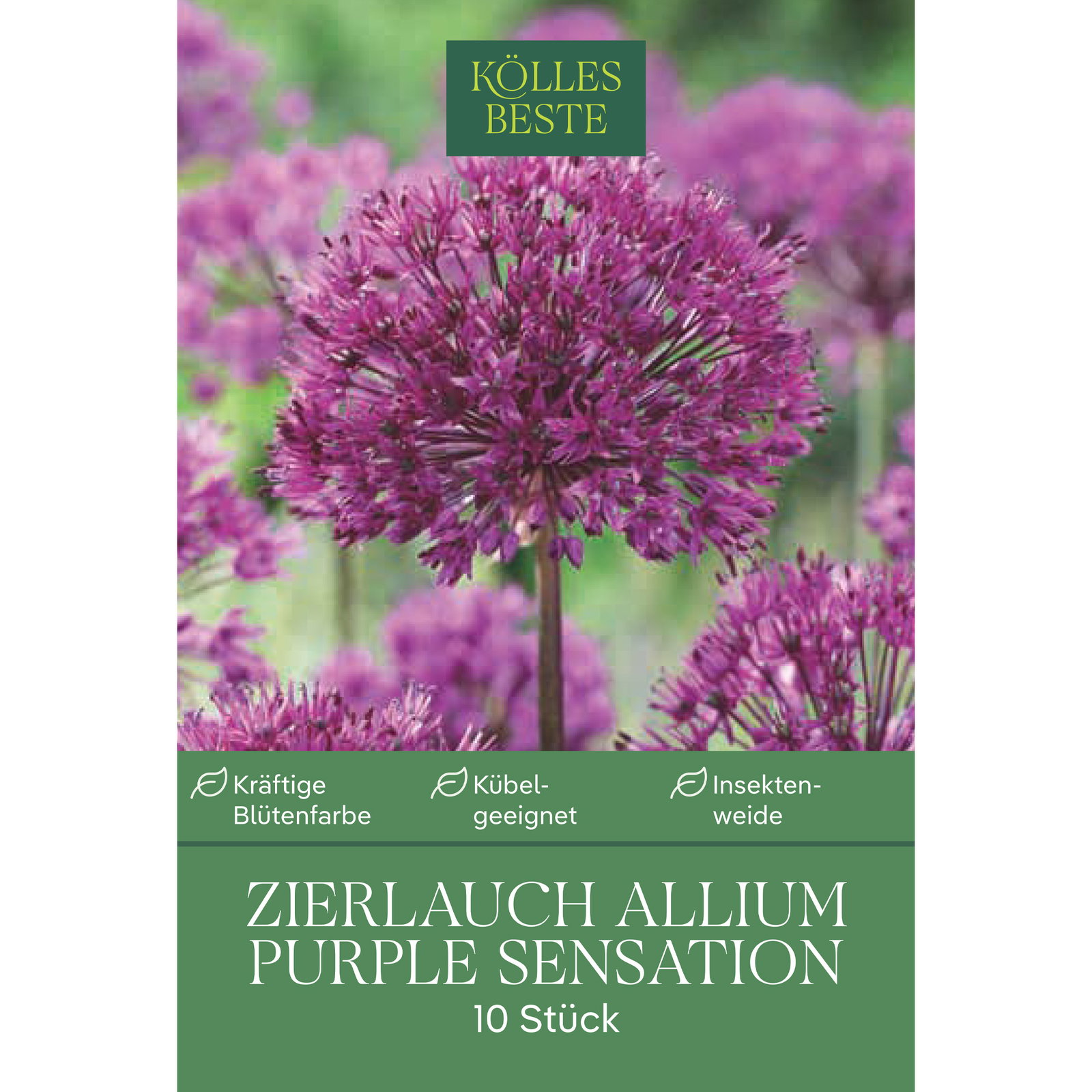 Allium Purple Sensation (Zierlauch) purpur, 10 Blumenzwiebeln
