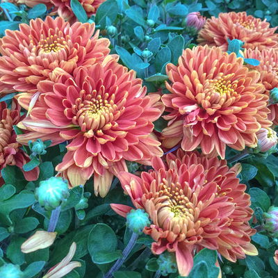 Chrysanthemen, bronze, Topf-Ø 19 cm, 3 Pflanzen Chrysanthemen, bronze, Topf-Ø 19 cm, 3 Pflanzen