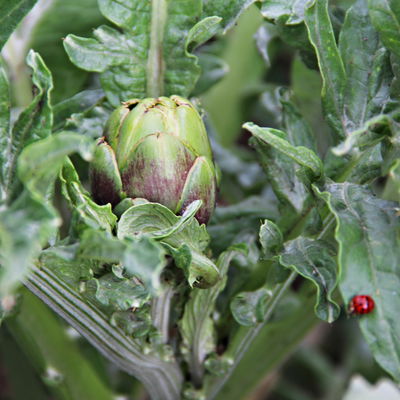 Blu Bio Artischocke F1, Topf-Ø 12 cm, 3er Set