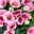 Lisianthus rosa, Topf-Ø 10,5 cm, 8 Pflanzen