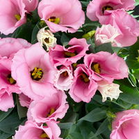Lisianthus rosa, Topf-Ø 10,5 cm, 8 Pflanzen