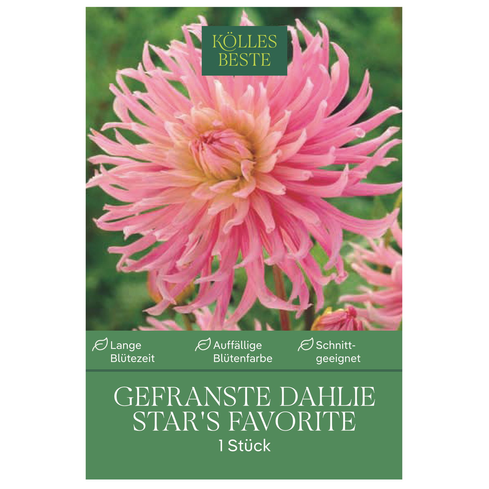 Kölles Beste Gefranste Dahlie Star’s Favorite, rosa, 1 Blumenknolle
