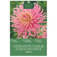 Kölles Beste Gefranste Dahlie Star’s Favorite, rosa, 1 Blumenknolle