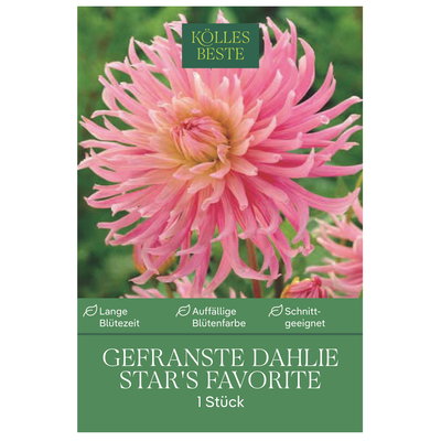 Kölles Beste Gefranste Dahlie Star’s Favorite, rosa, 1 Blumenknolle