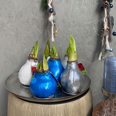 Amaryllis in Wachs XL, Dekor 'Superior Silber', Blüte rot Amaryllis in Wachs XL, Dekor 'Superior Silber', Blüte rot