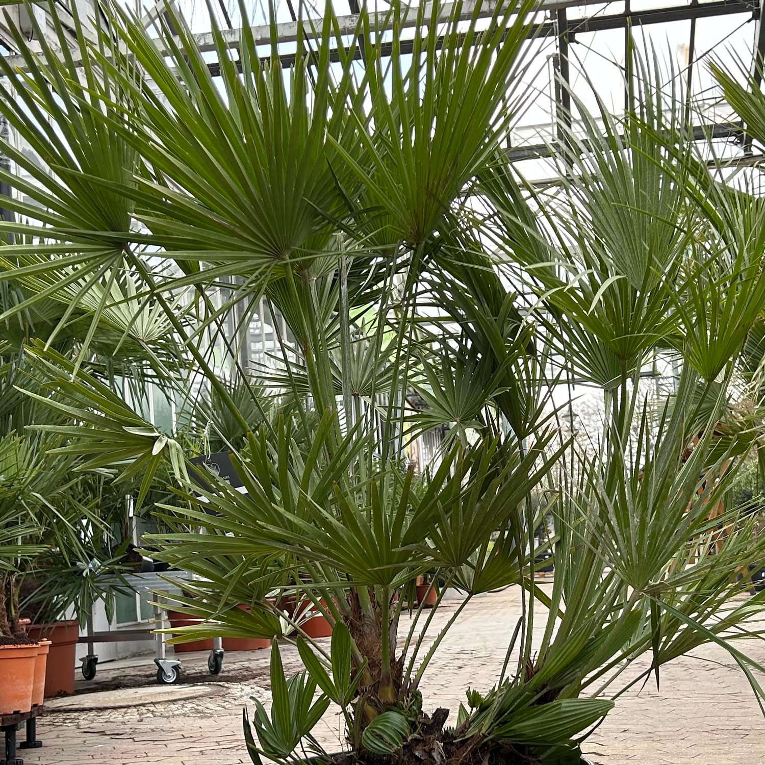 Chamaerops humilis, Multistamm, Topf 45 Liter, Höhe ca. 150-175 cm