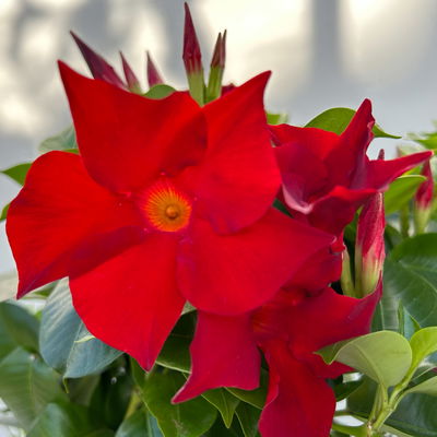 Dipladenie 'Duo' rot-gelb, Spalier, Topf-Ø 17 cm, Höhe ca. 50 cm