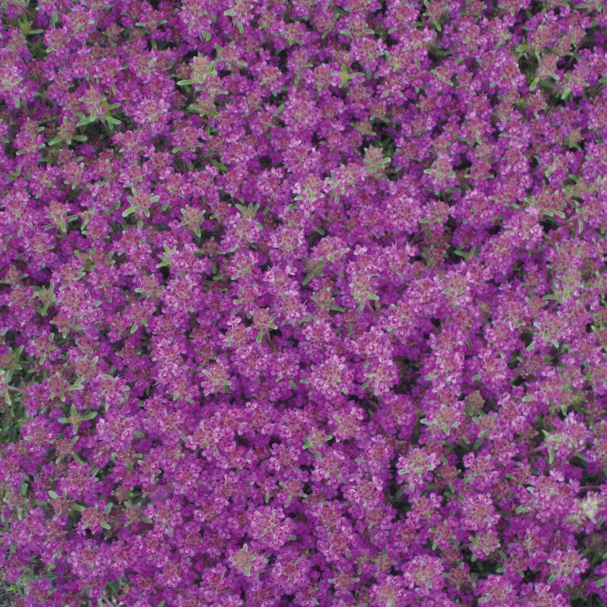 Bio Polsterthymian 'Purple Beauty' purpurrot, Topf-Ø 9 cm, 3er-Set