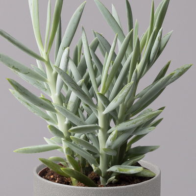 Senecio 'Aquarine® Mount Everest', Topf-Ø 12 cm, Höhe ca. 25 cm, 3er-Set Senecio 'Aquarine® Mount Everest', Topf-Ø 12 cm, Höhe ca. 25 cm, 3er-Set