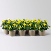 Chrysanthemen gelb, Topf-Ø 10,5 cm, 8er-Set