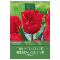 Triumph-Tulpen 'Heleen Valstar', Rosa, 7 Blumenzwiebeln, Größe 11/12