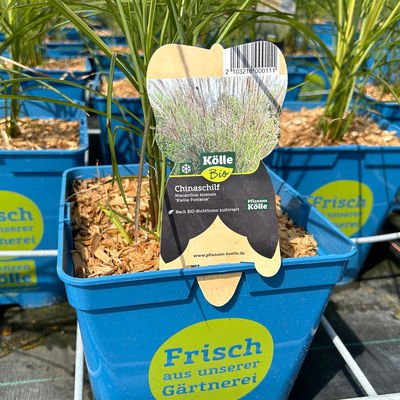 Bio Chinaschilf 'Kleine Fontäne', Topf 5 Liter Bio Chinaschilf 'Kleine Fontäne', Topf 5 Liter