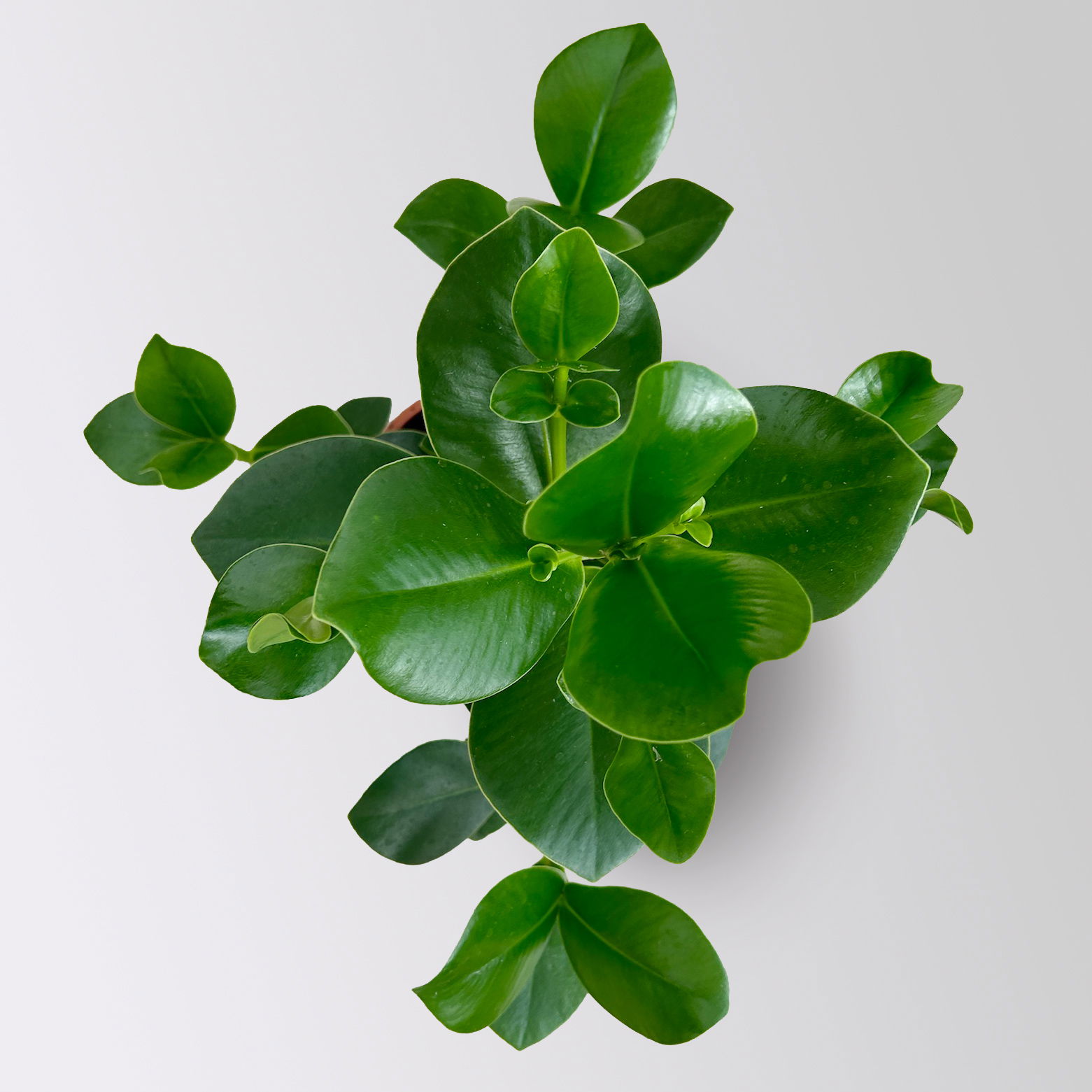 Balsamapfel 'Princess', Topf-Ø 17 cm, Höhe ca. 55 cm, inkl. Übertopf Byron